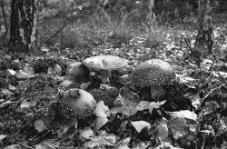 Прикрепленное изображение: Untitled-Scanned-23.jpg
