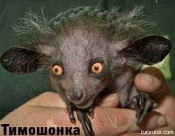 Прикрепленное изображение: 176.jpg