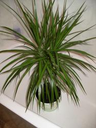 Прикрепленное изображение: IMGP8206.JPG