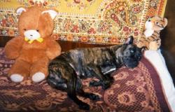 Прикрепленное изображение: My_dog___Agata.JPG