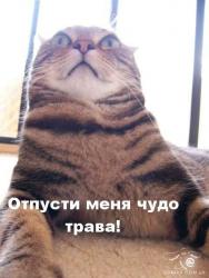 Прикрепленное изображение: 1164140636_11_animals_51190.jpg