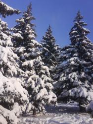 Прикрепленное изображение: DSC0154111.JPG