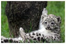 Прикрепленное изображение: Snow_Leopard_Cub_250609_15_by_tiffanyanddave.jpg
